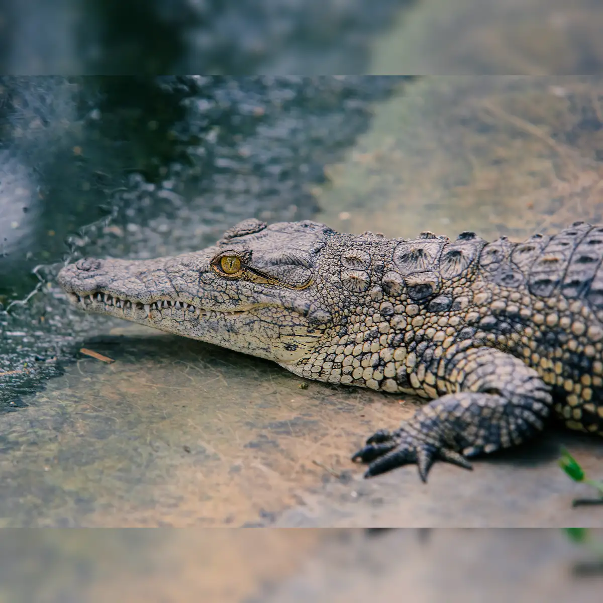 Four crocodiles found at former BJP MLA