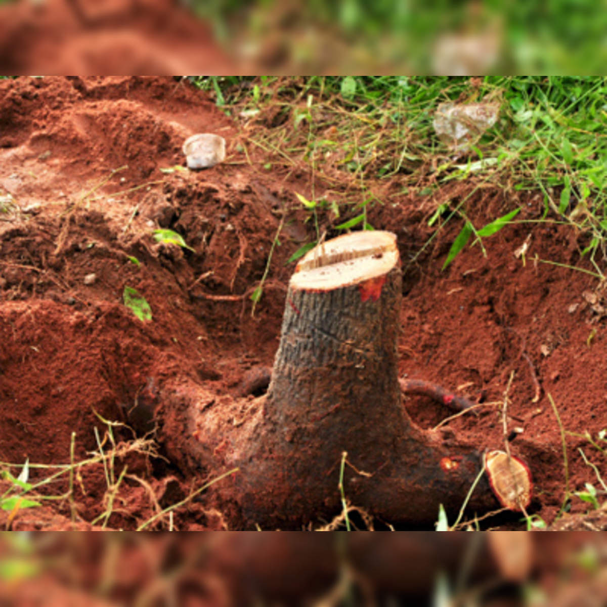 Red Sandalwood Tree stock photo. Image of redwood, local - 83269406