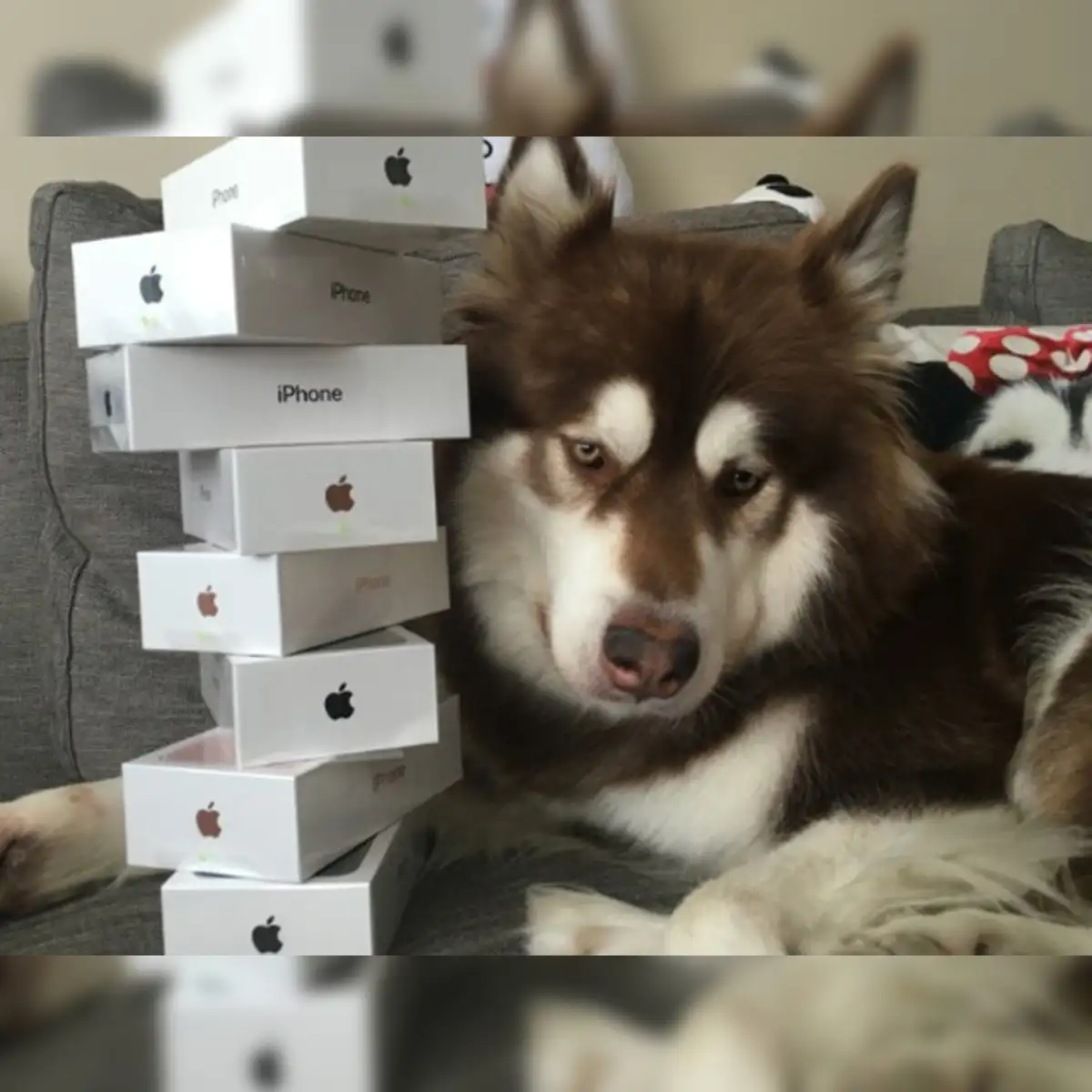 Dog: One lucky dog! Son of Chinese billionaire buys 8 iPhones for his pet  Alaskan malamute - The Economic Times