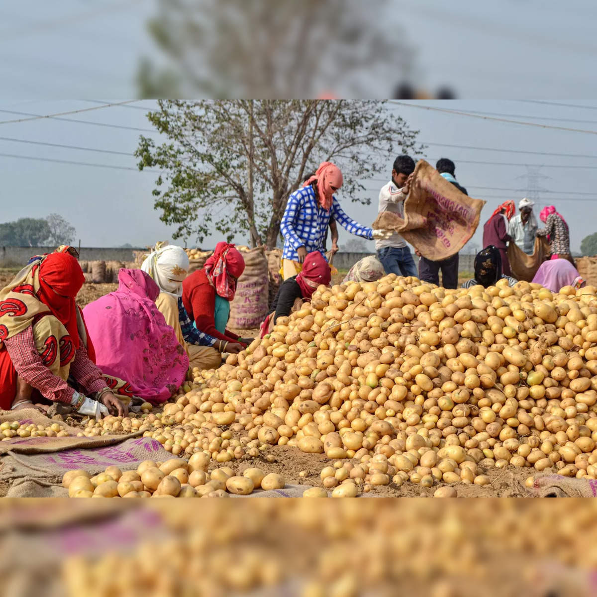 Gujarat govt announces Rs 330 crore package for transport and storage of  potatoes and onions - The Economic Times