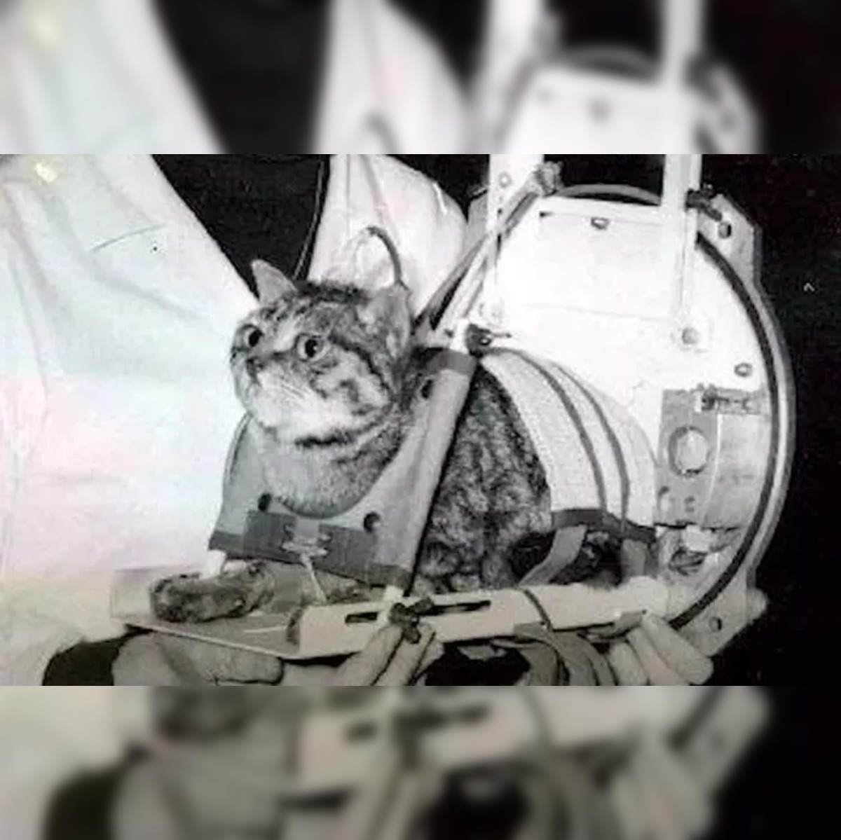 The First and Last Cat in Space: Cat Astronaut Félicette - Orbital