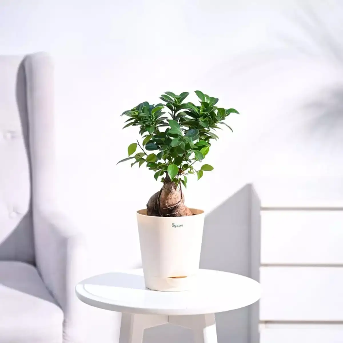 bonsai plant: Best bonsai plants in India that add a touch of greenery to  your space - ET Adviser