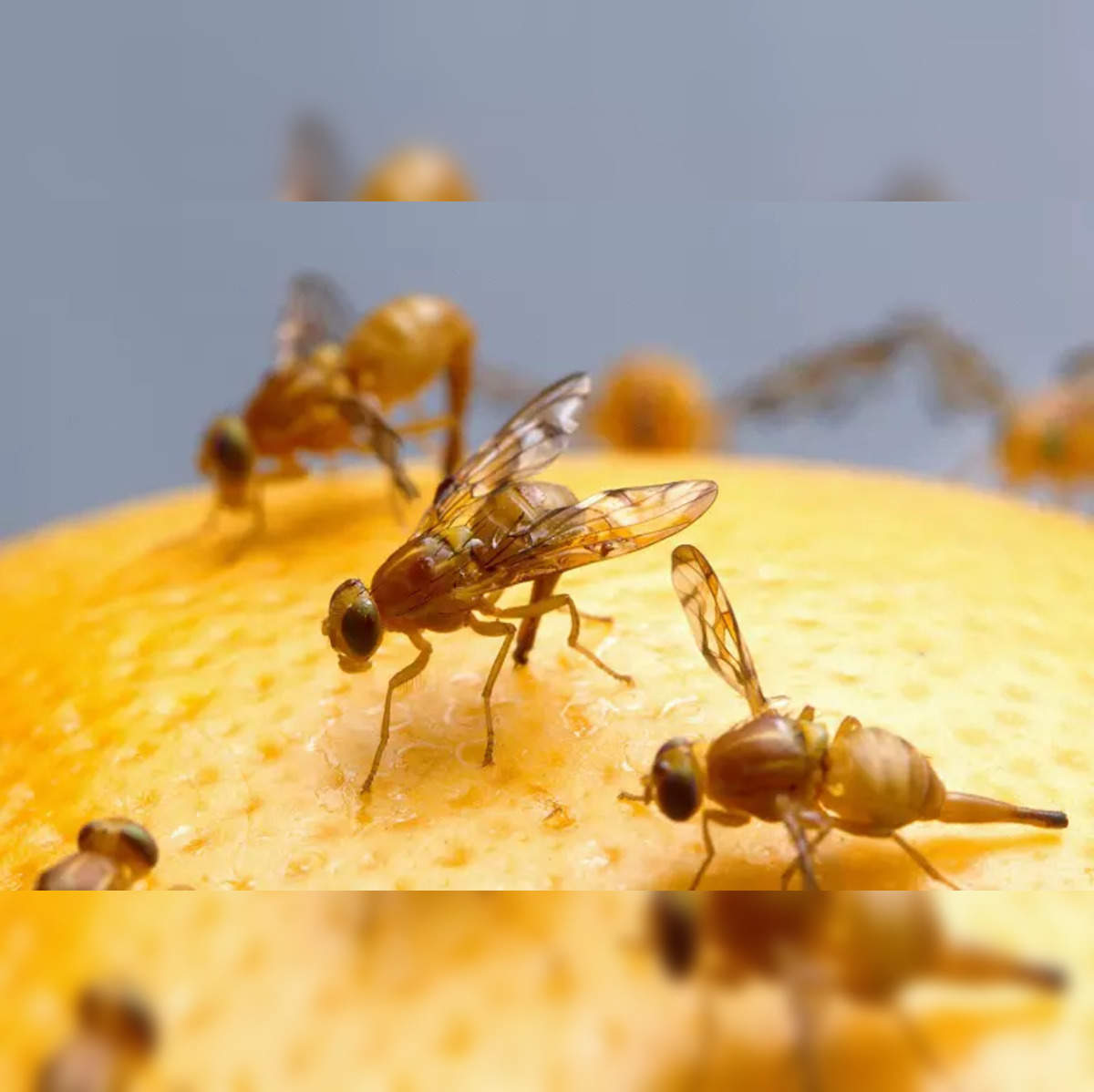 Millions Of Fruit Flies To Be Dropped On LA