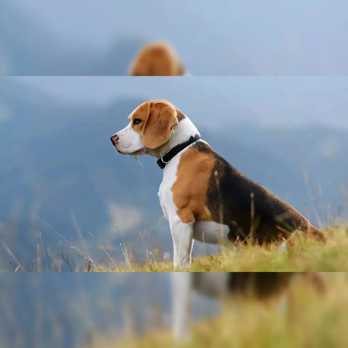 petsafe lawsuit: How pet owners can claim $140 in $1.9m collar lawsuit  settlement before last date? Claim process, eligibility, products, payment  amounts, payout timeline and deadline explained - The Economic Times