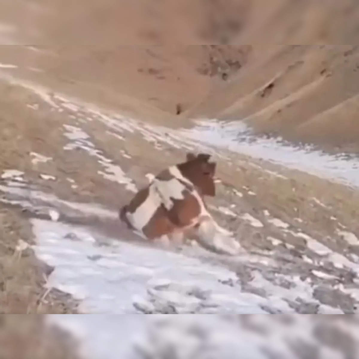 Cow Snow Sliding: Watch: Cow sliding down snowy hill amuses