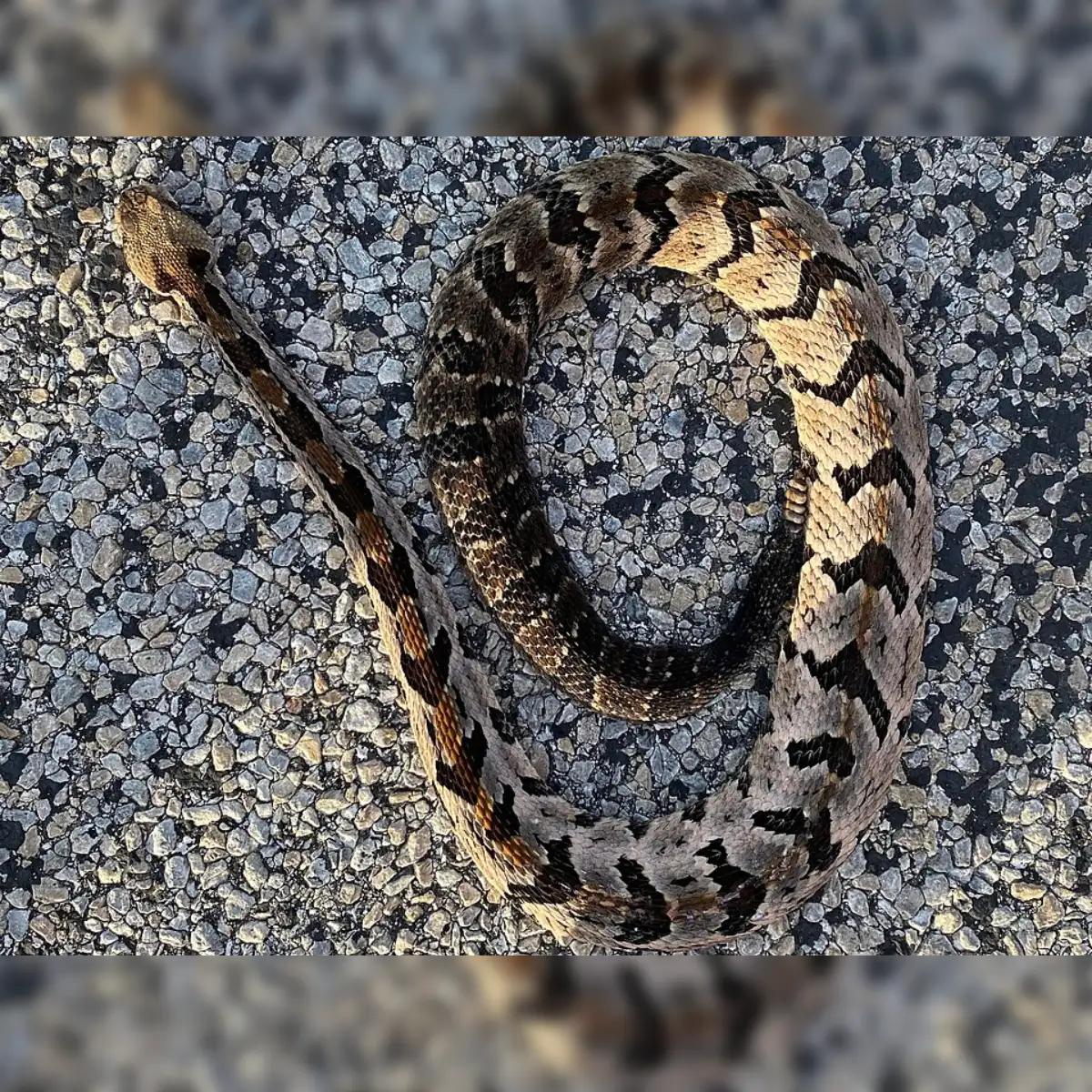 How To Identify A Timber Rattlesnake
