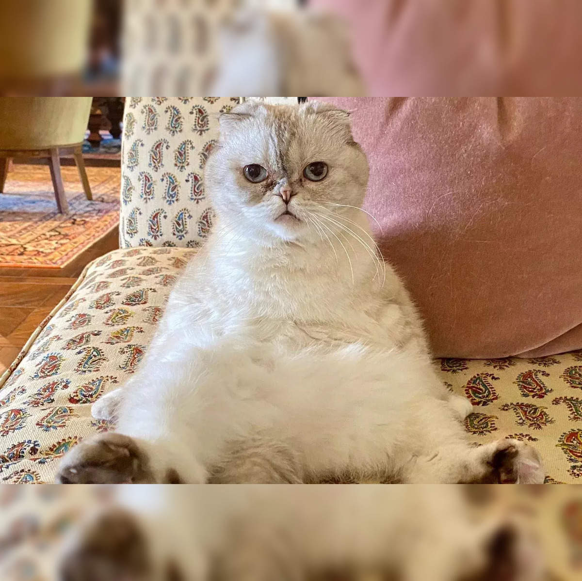 Taylor Swift Cat: Taylor Swift's cat becomes world's 3rd
