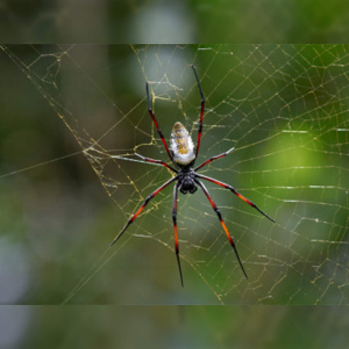 How a spider web works - The Economic Times
