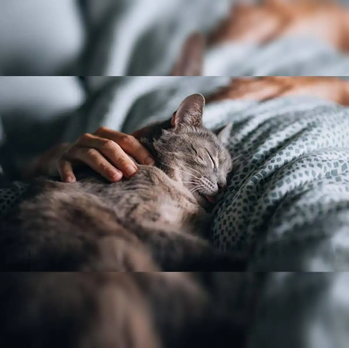 Pet news: Why does your cat suddenly become loving at night? Experts reveal  the secret meaning behind your pet's strange daily behavior - The Economic  Times