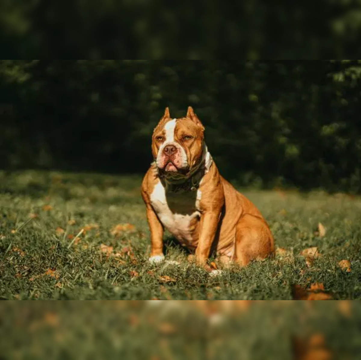 American XL bully owners may be able to keep their dogs, chief vet