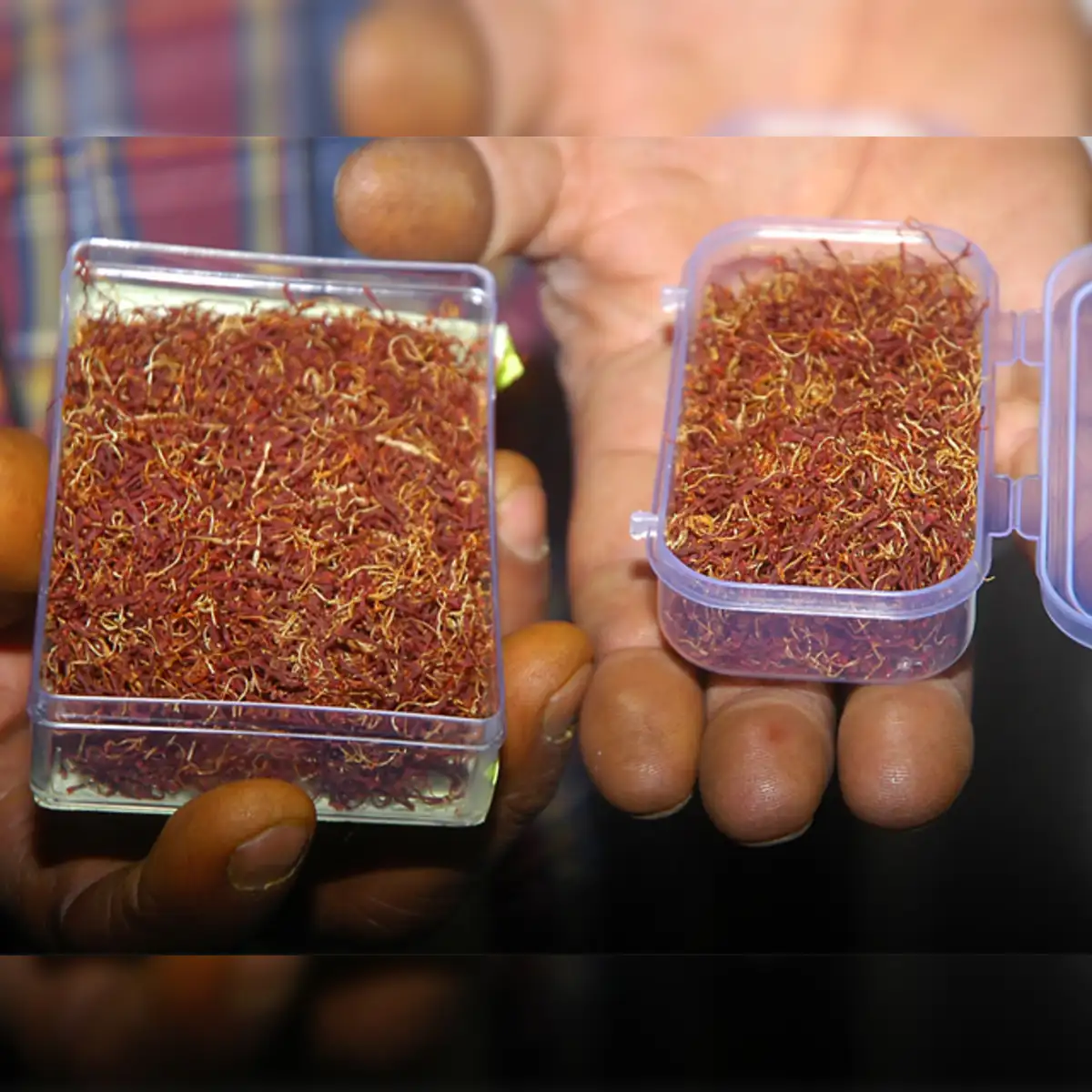 Saffron's royal status in spices