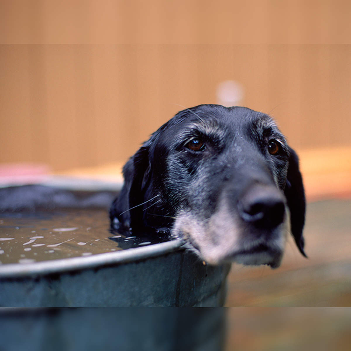 https://img.etimg.com/thumb/width-1200,height-1200,imgsize-312681,resizemode-75,msid-47325699/magazines/panache/does-your-pet-dog-look-depressed-about-time-you-start-treating-it-better.jpg