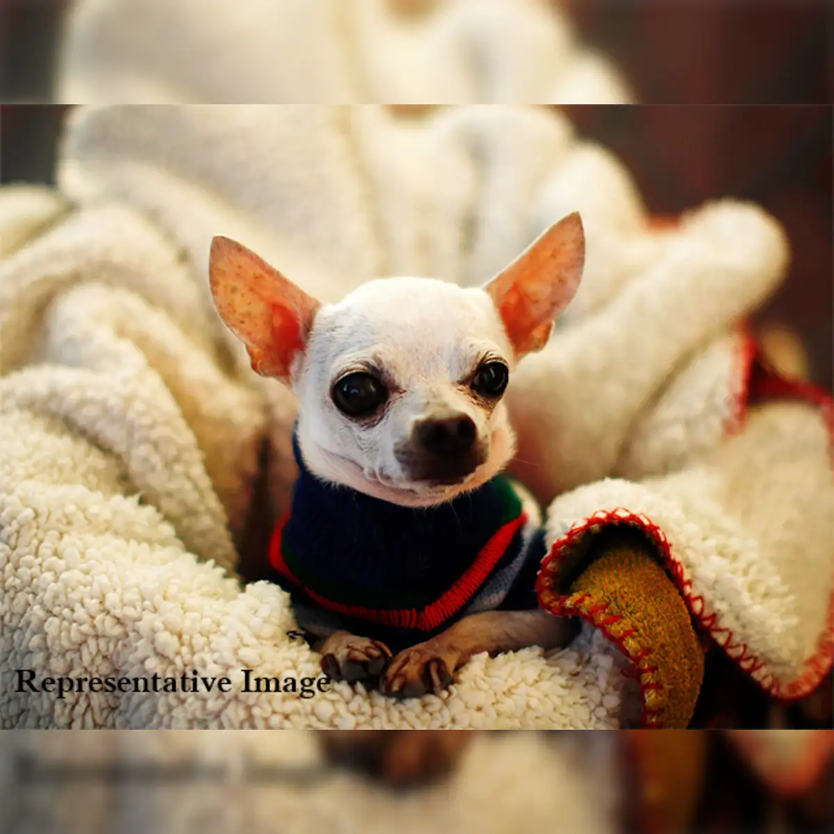 US woman wills million-dollar fortune to pet dog - The Economic Times