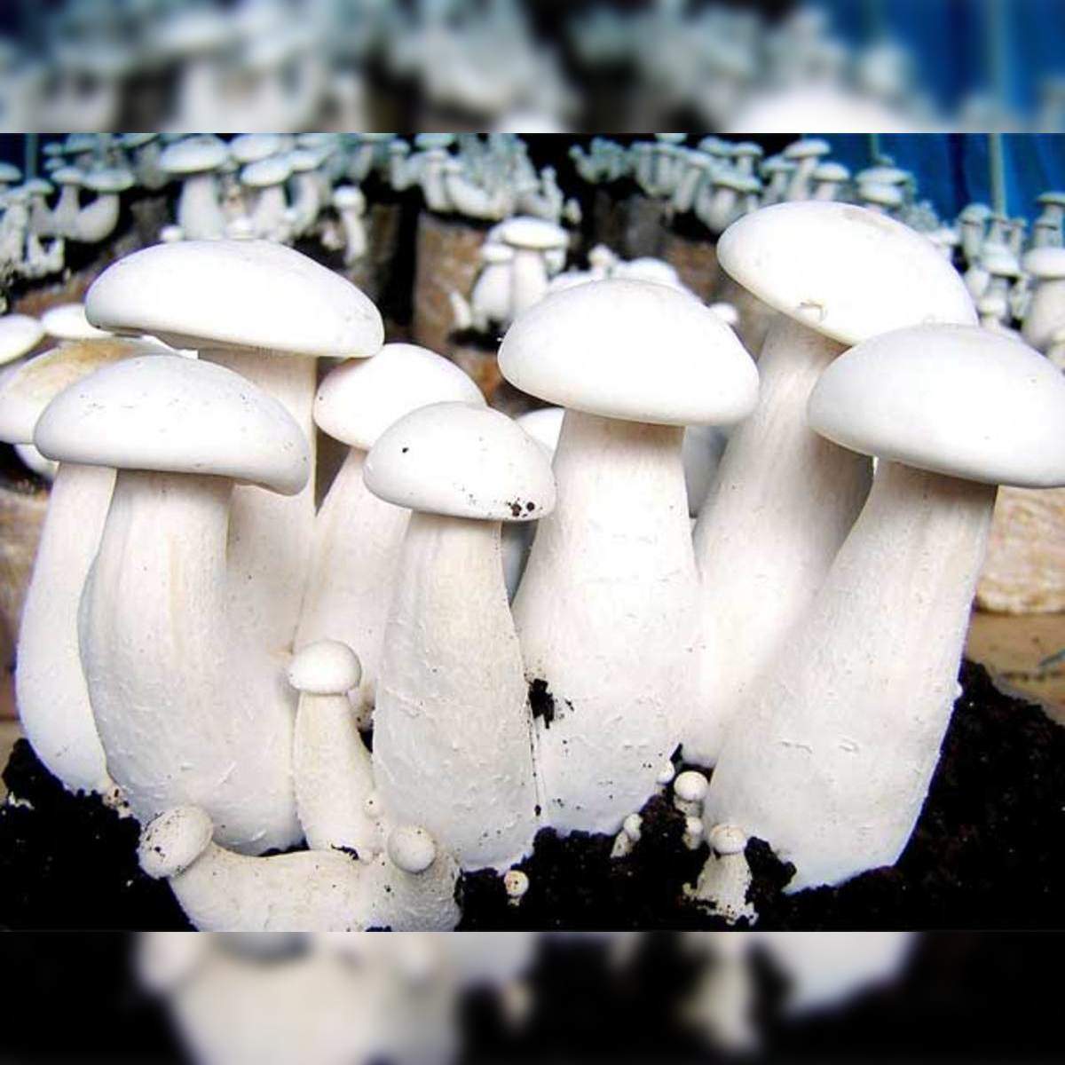 Scientists find why some mushrooms glow in dark - The Economic