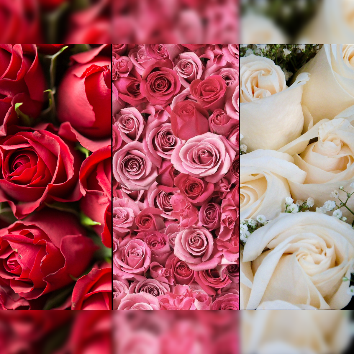 all types of roses