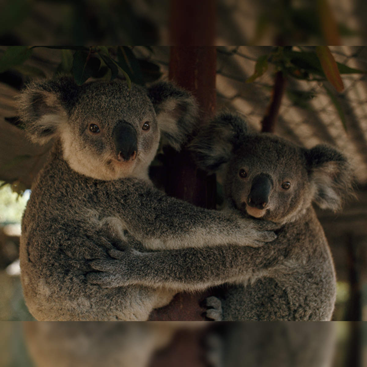 Why do we love koalas so much? Because they look like baby humans