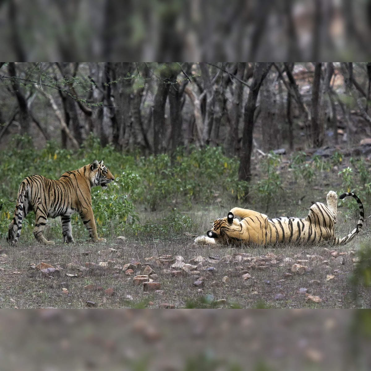 Close Up Portraits of roaring Bengal Tiger. Digital artwork Stock