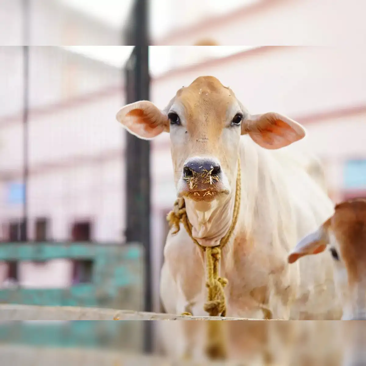 Maharashtra declares desi cows as 'Rajyamata-Gomata' for nutritional milk  and dung benefits - The Economic Times