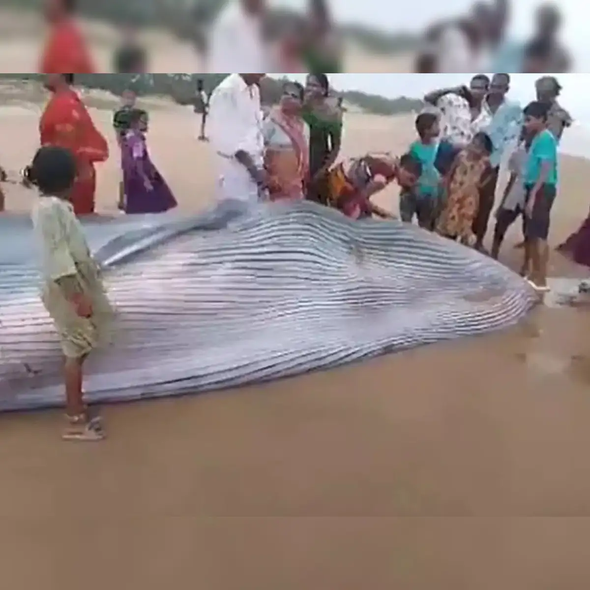 blue whale andhra beach: 25-feet long giant Blue Whale found stranded on  Andhra Pradesh beach after heavy rains - The Economic Times