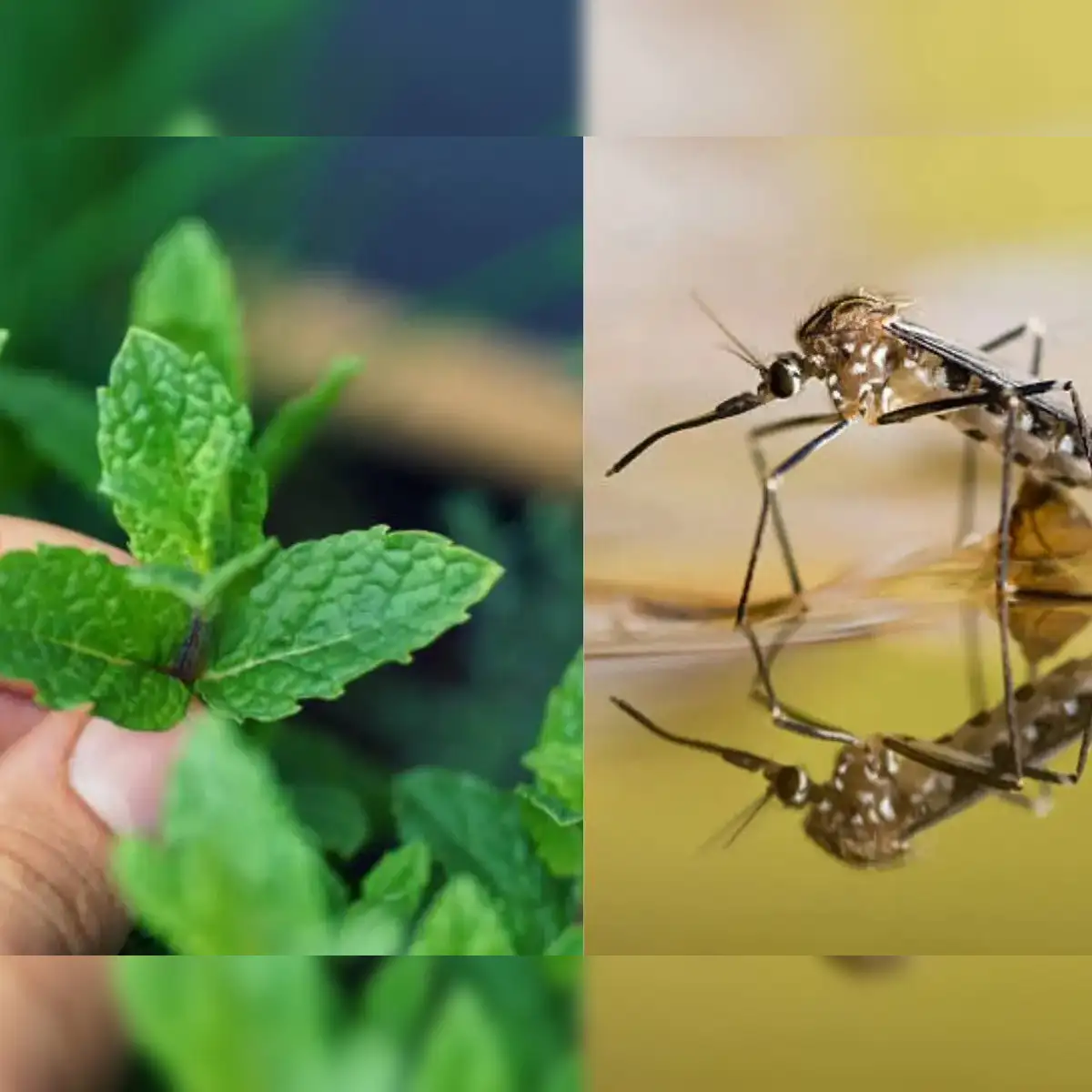 em plant EM-1 Microbial Inoculant Soil Amendment – MI Beneficials