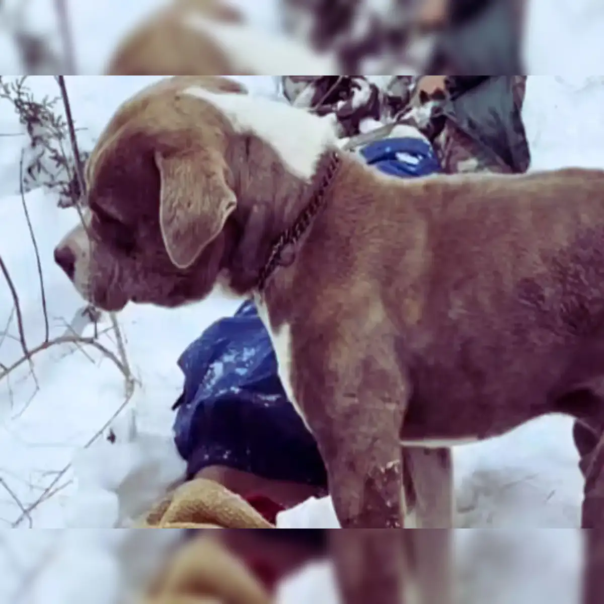 Mother gifts mobile to teenage son for vlogging, youth dies trekking in  snow for a reel, famished pitbull pup guards the body for 4 days - The  Economic Times