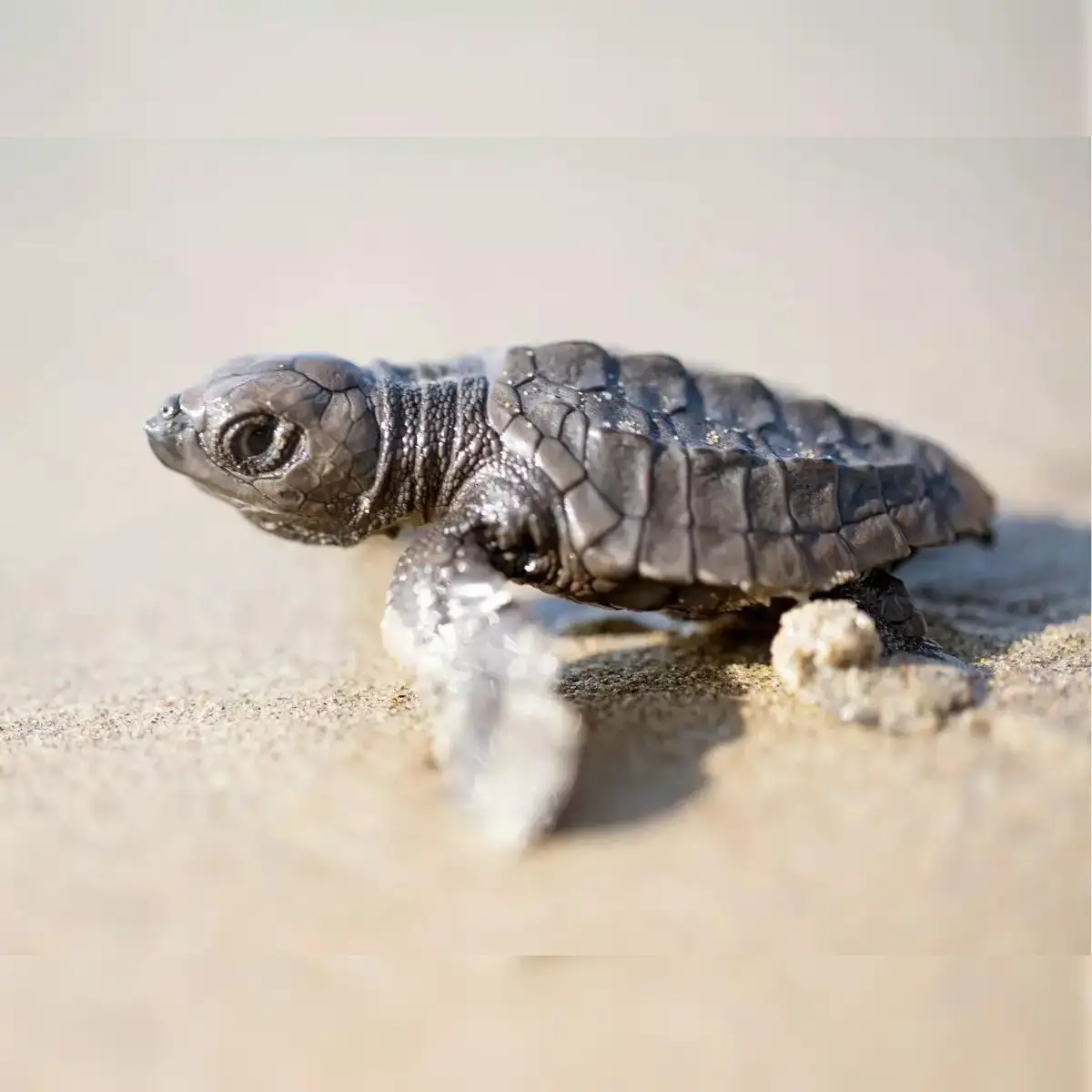 Around the bay in 51 days: Olive Ridley turtle almost completes 1,000-km  Bay of Bengal roundtrip, scientists stunned by route - The Economic Times