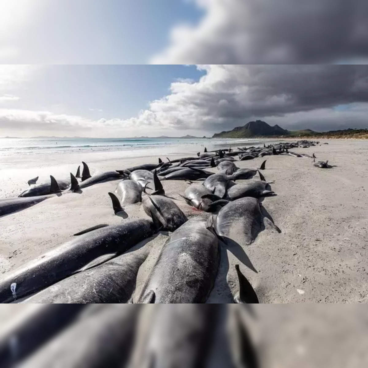 PHOTOS: Super Pod of 200 Pilot Whales Die in Mass Stranding in Australia