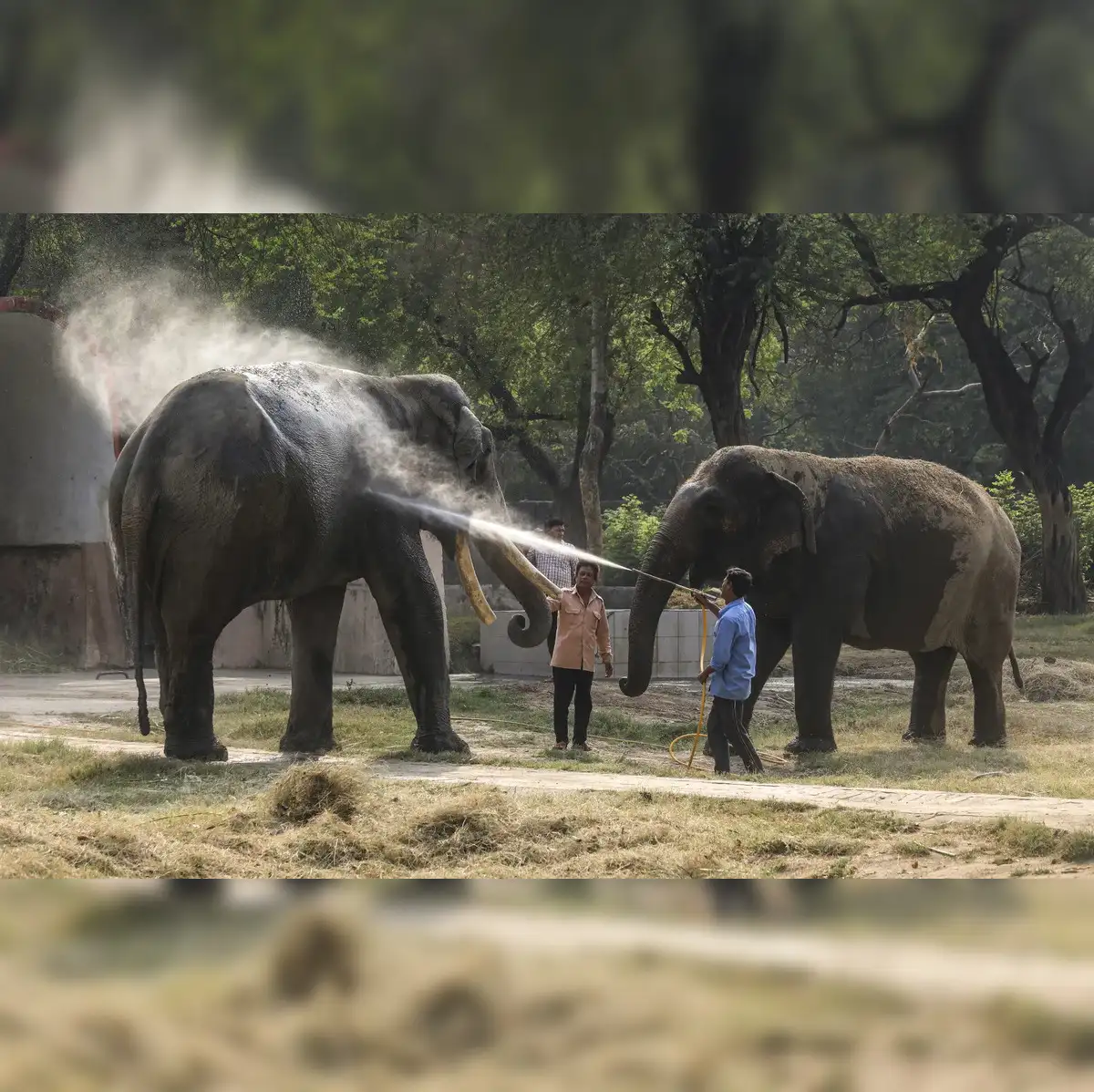 Delhi zoo may soon increase its ticket price; Check details - The Economic  Times