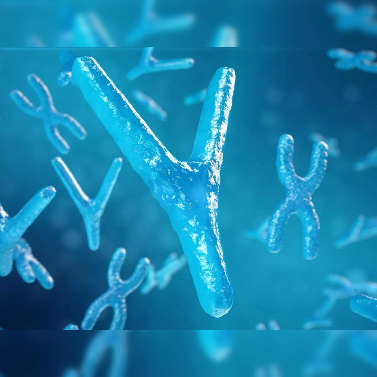 Y chromosome The human Y chromosome may disappear in a few  