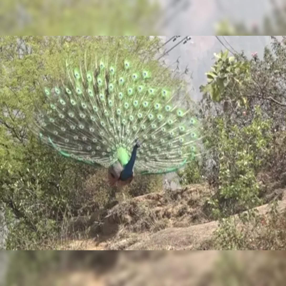 Peacock feathers look amazing under microscope in viral clip