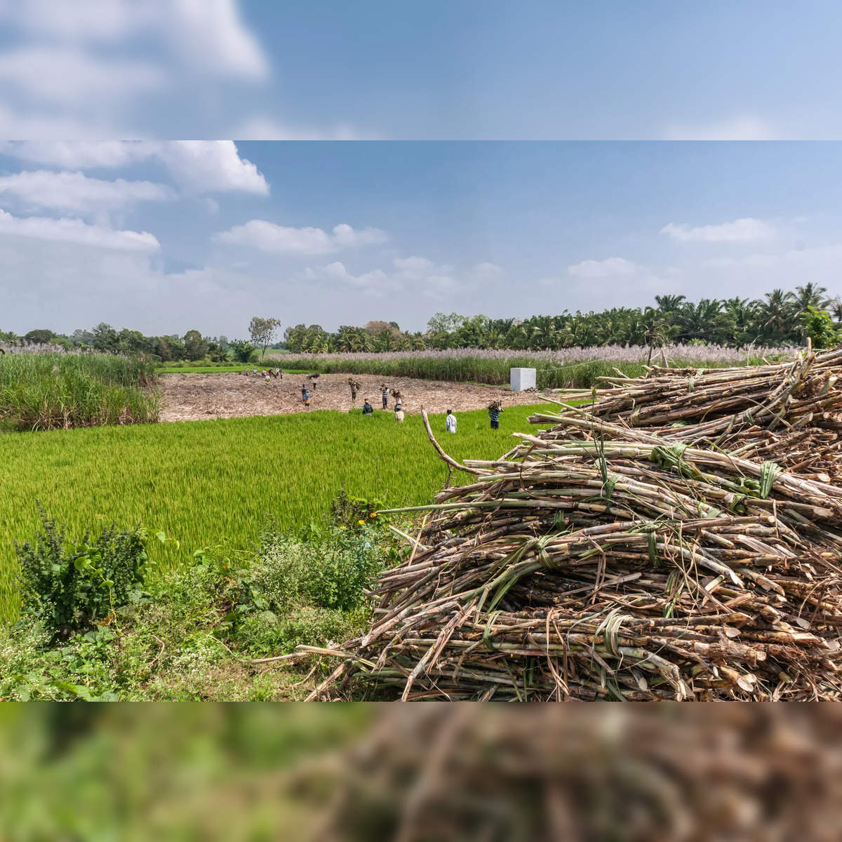 Climate change could decimate corn crop – study