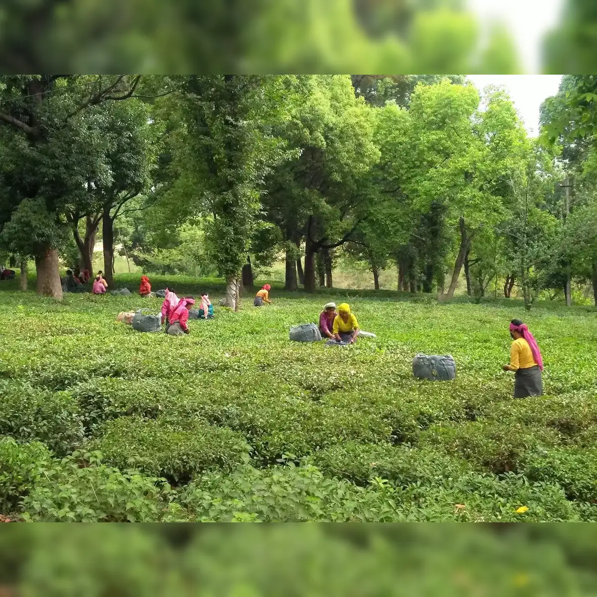 Nepal tea: Darjeeling tea planters seek 100% import duty on Nepal 