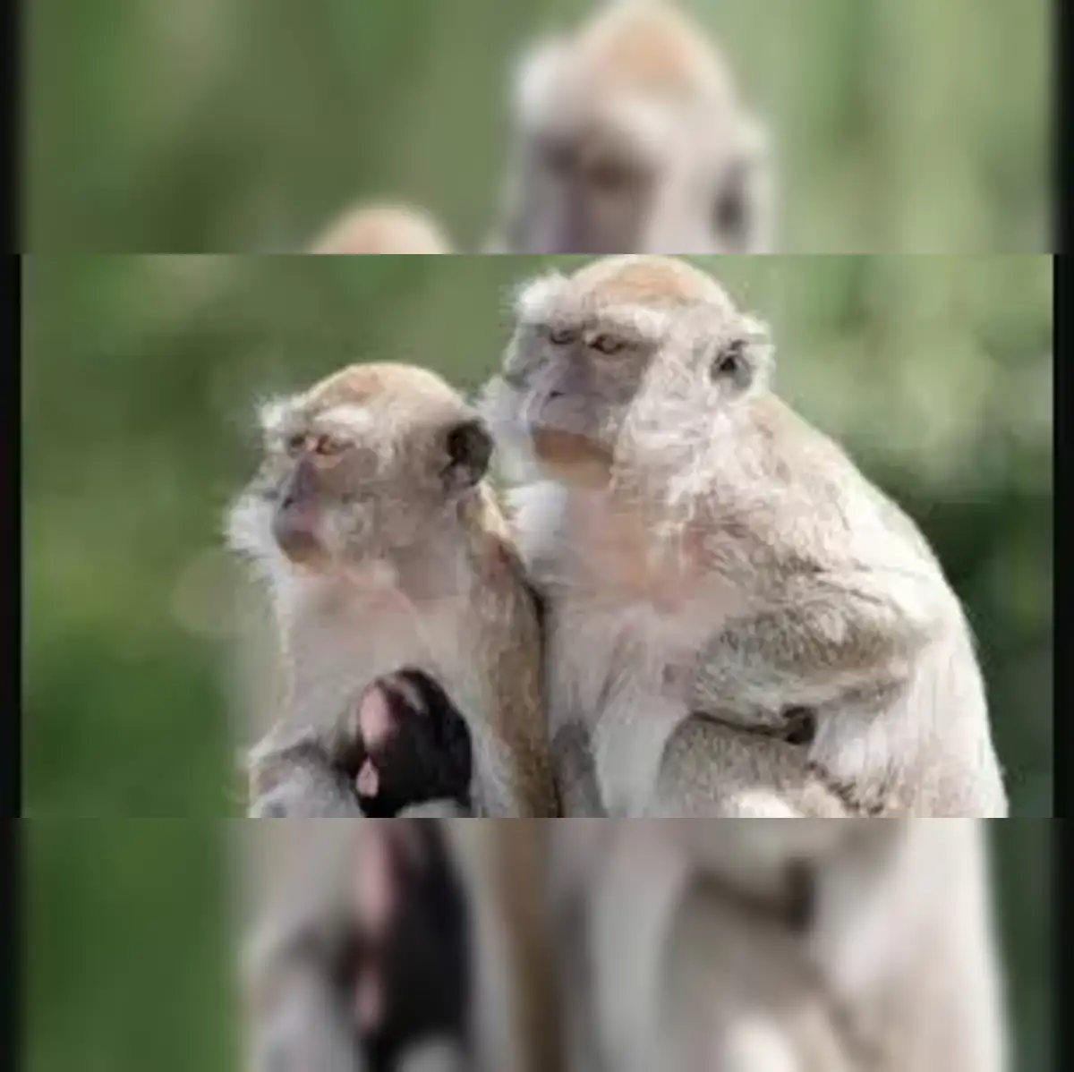 40 monkeys: 40 monkeys escape South Carolina research facility; residents  advised to secure homes - The Economic Times