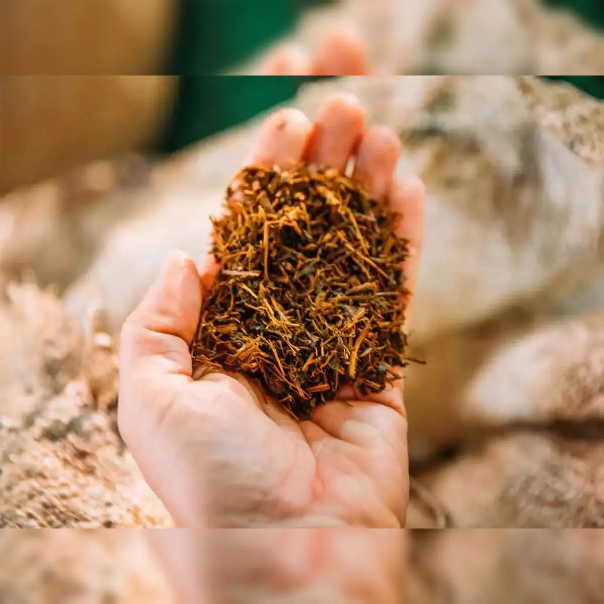 can i buy tobacco seeds Virginia Tobacco Seed (Tabacum species)