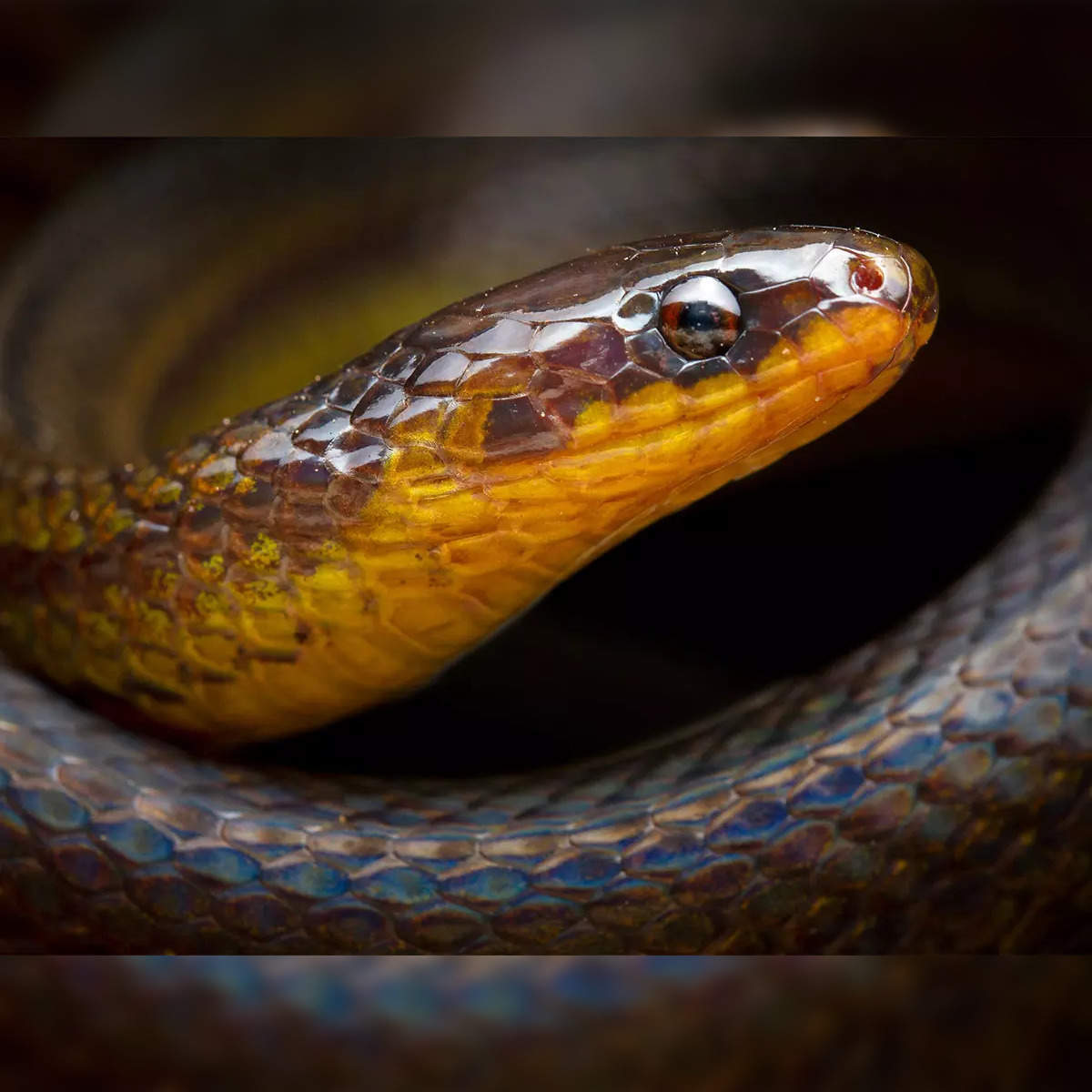 Snake And Its Hidden Benefits