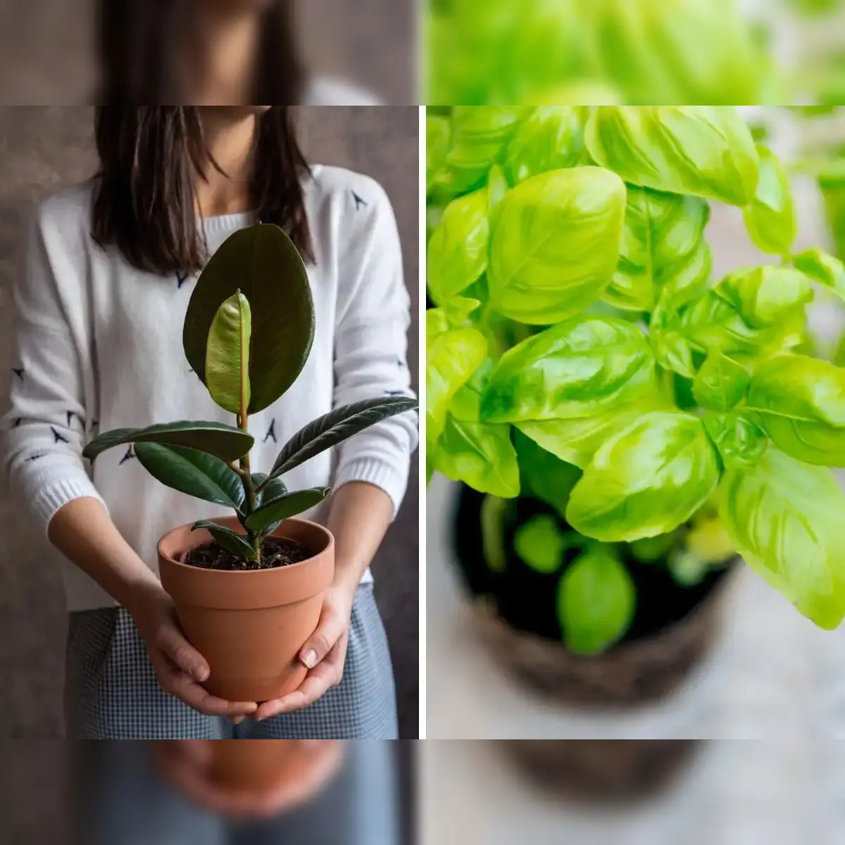 Money, luck and growth: 6 indoor plants that are believed to attract money  and good fortune - The Economic Times