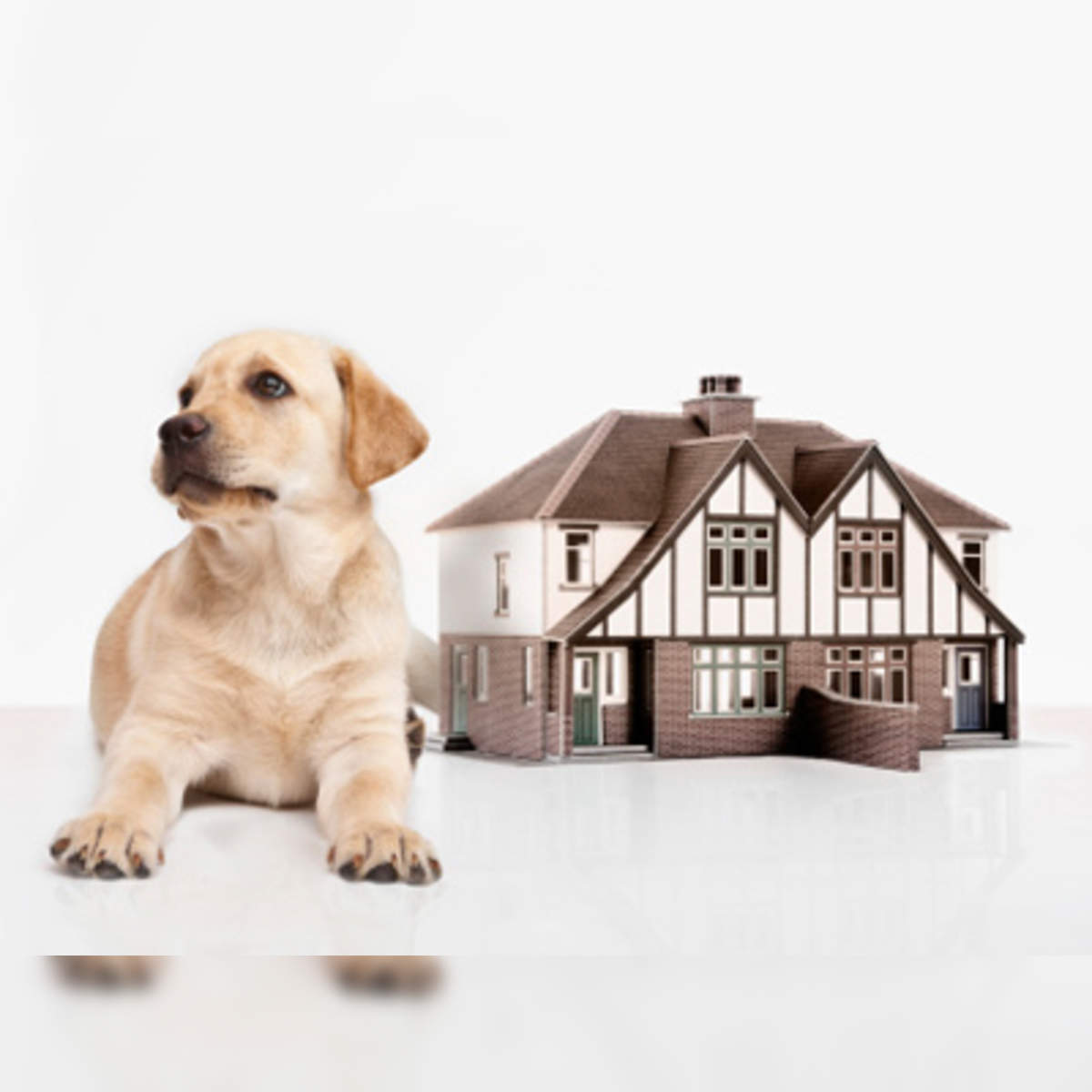 How to Make Your Home Pet-Friendly