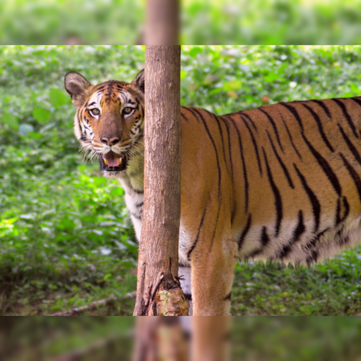 International Tiger Day: As tiger populations increase, so do conflicts  with humans - ABC News