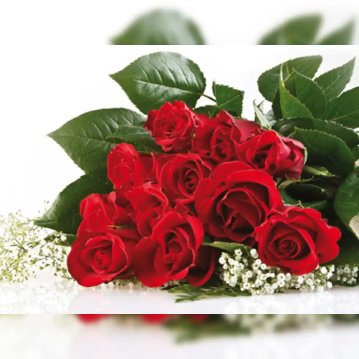 Rose Flower Farming In Maharashtra | Best Flower Site