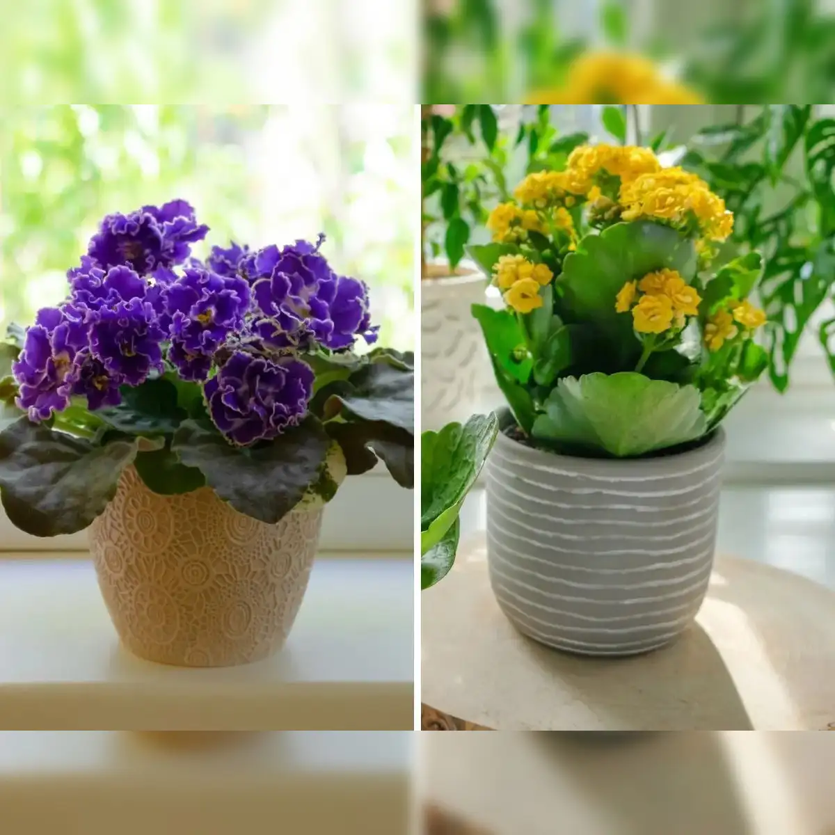 monstera fertilizer Organic Monstera Plant Food main image 0