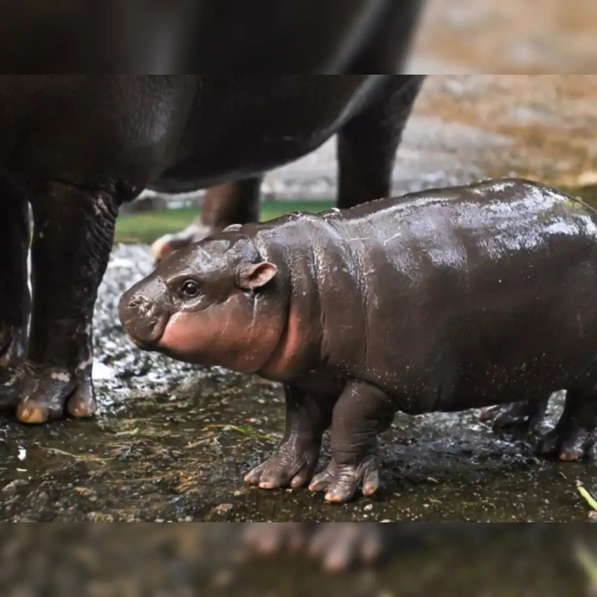 What is the Moodeng Meme coin? Know about cryptocurrency that gave  investors Rs 100 cr in 17 days - The Economic Times