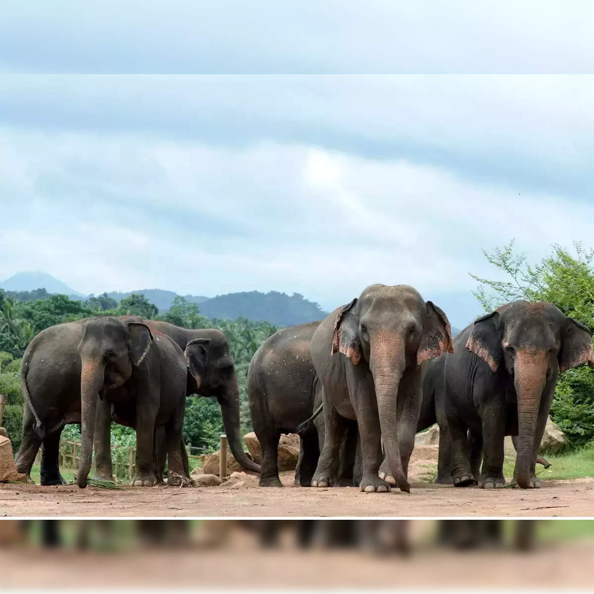 Buy MENS ELEPHANT UNDERWEAR Online In India -  India