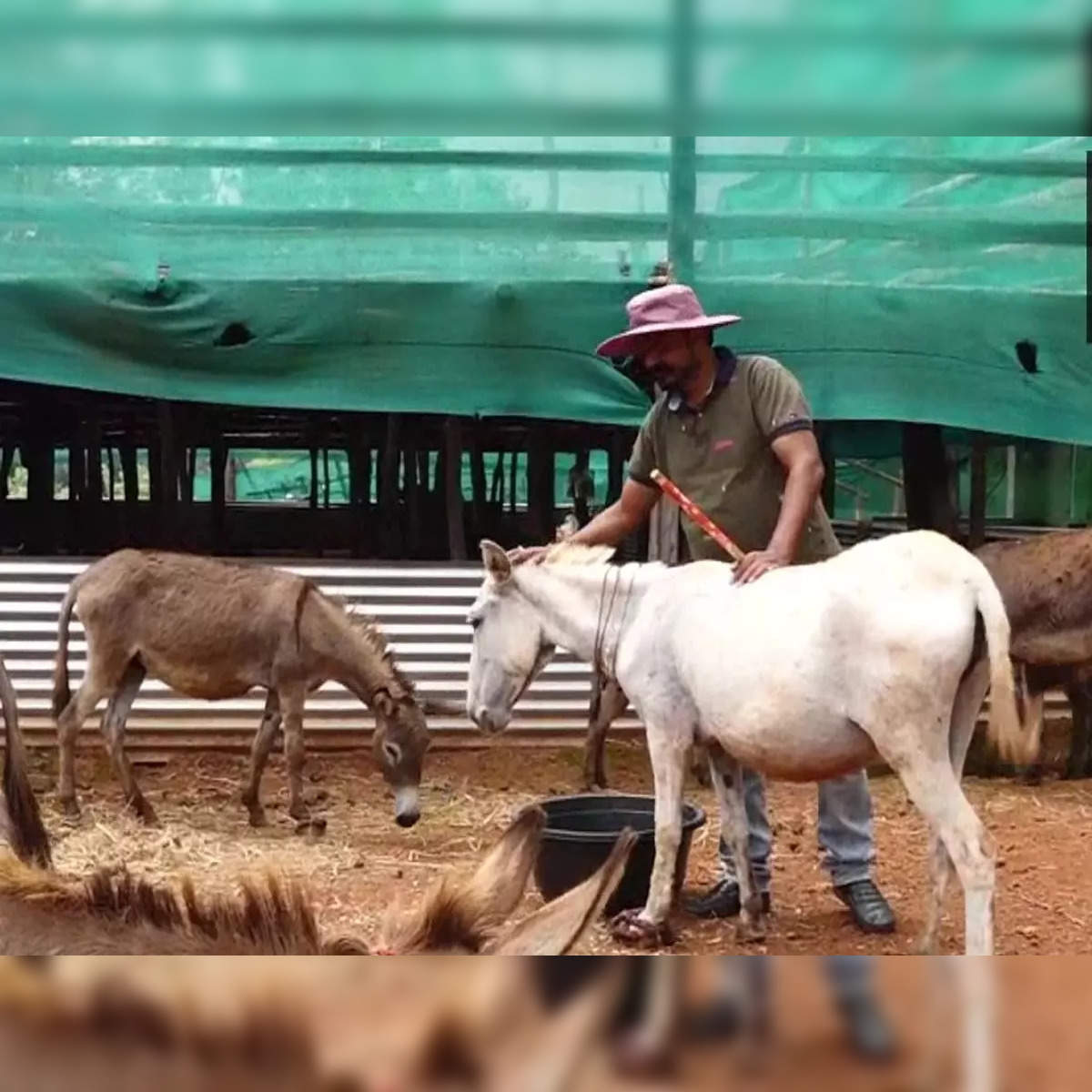 1200px x 1200px - Donkey Milk: This man quit his IT job to start a donkey milk farm, receives  order worth Rs 17 lakh - The Economic Times