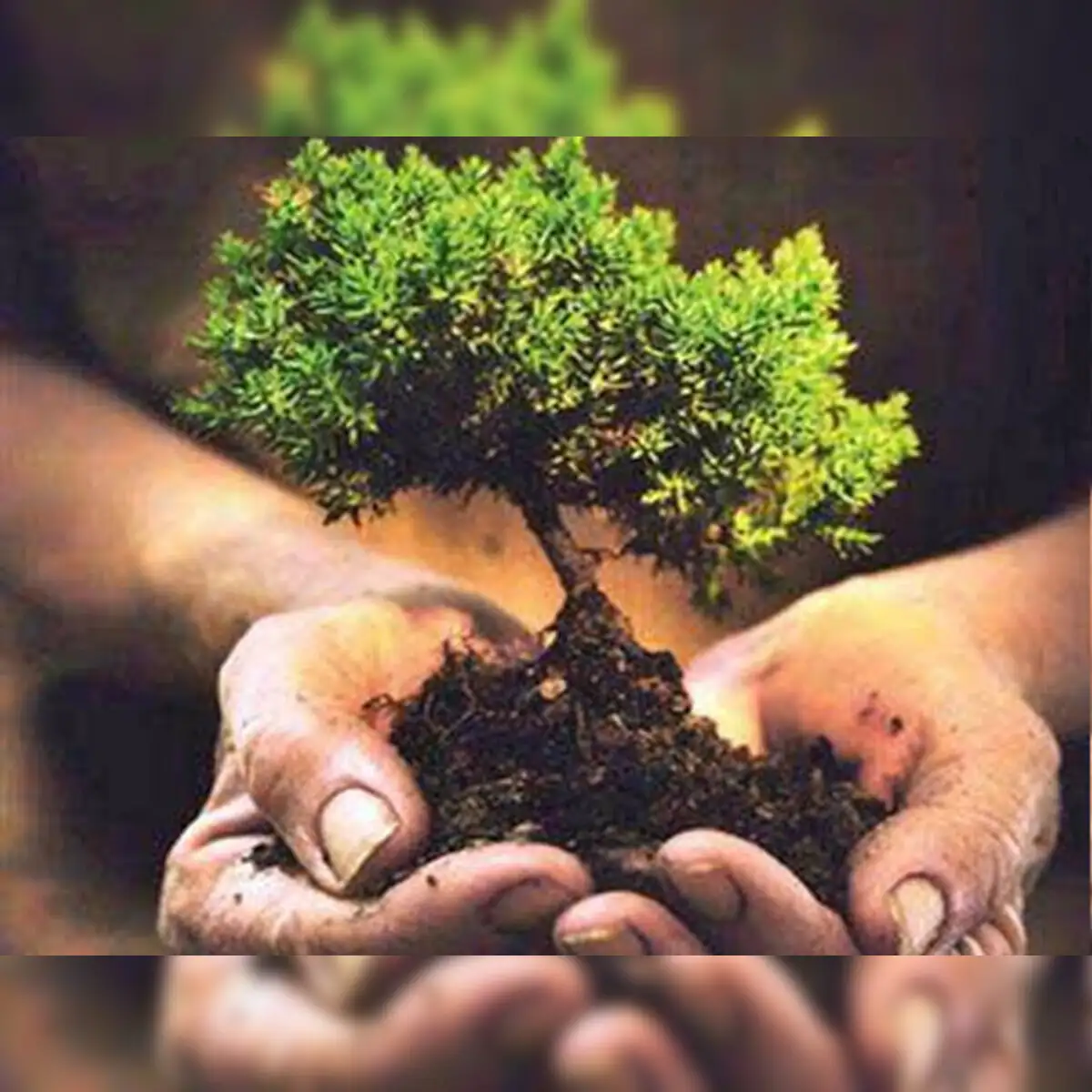 Drop a seed bomb to fight deforestation - The Economic Times