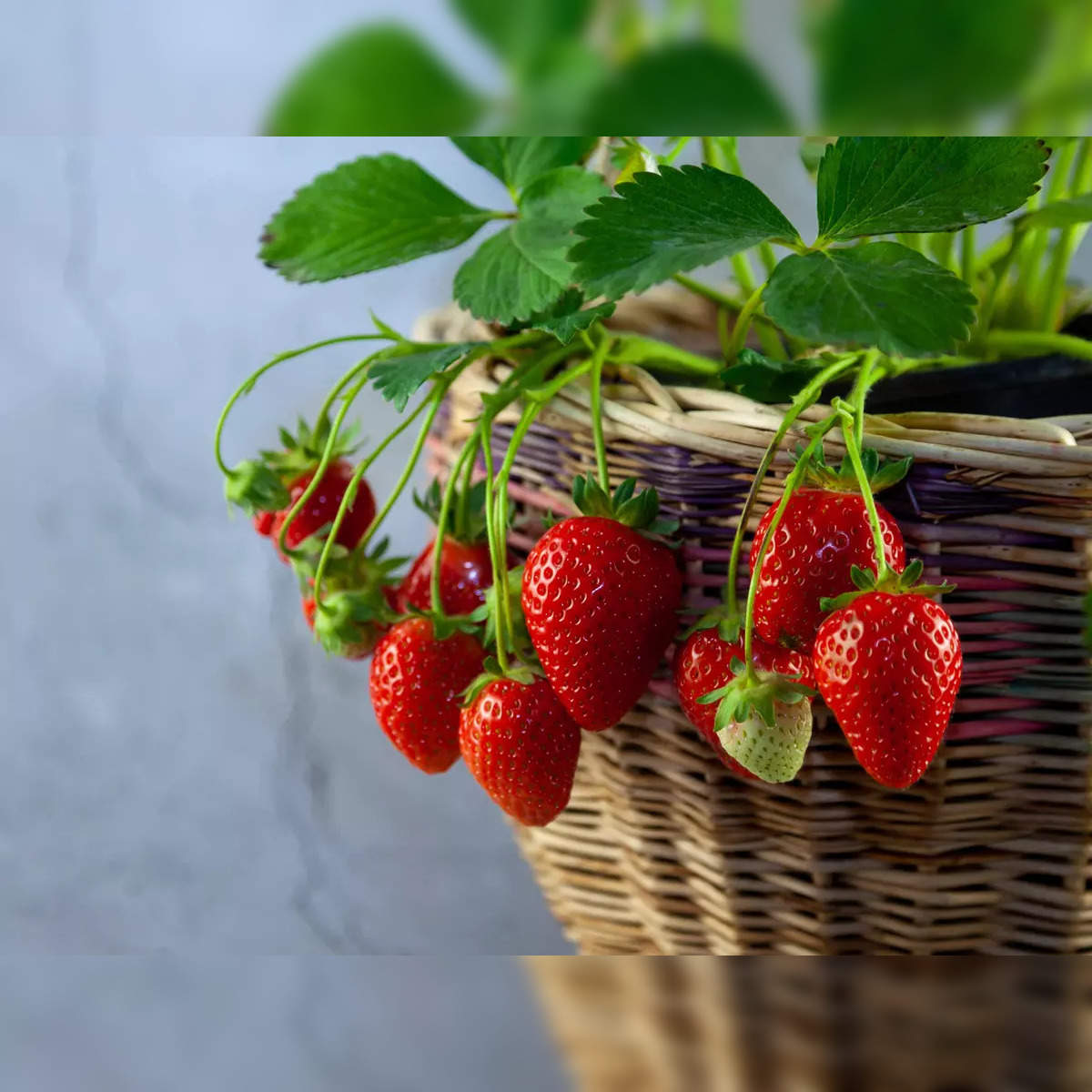 Top 5 health benefits of strawberries