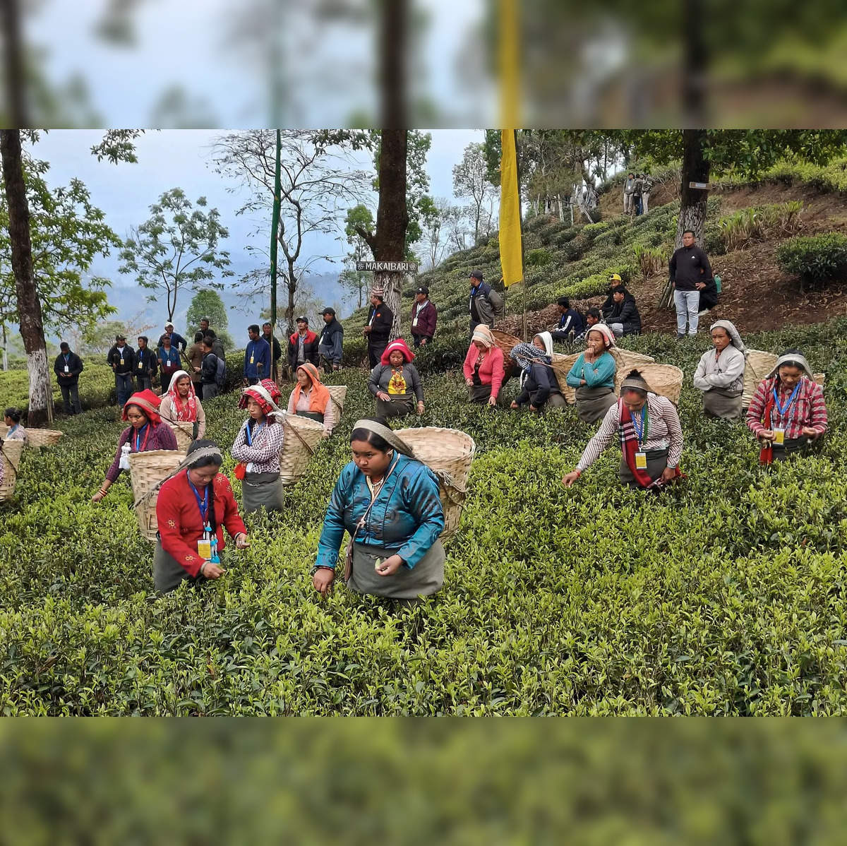 climate change: Read the tea leaves: Climate change taking toll on  Darjeeling tea gardens and workers - The Economic Times