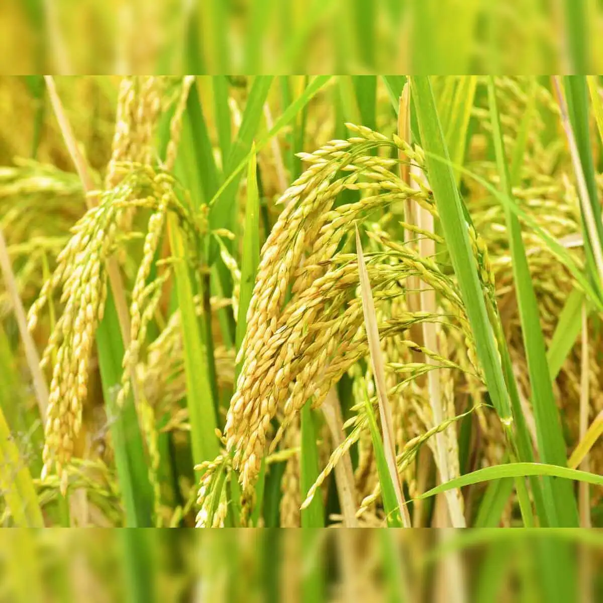বাসমতি ধান ক্ষেত
