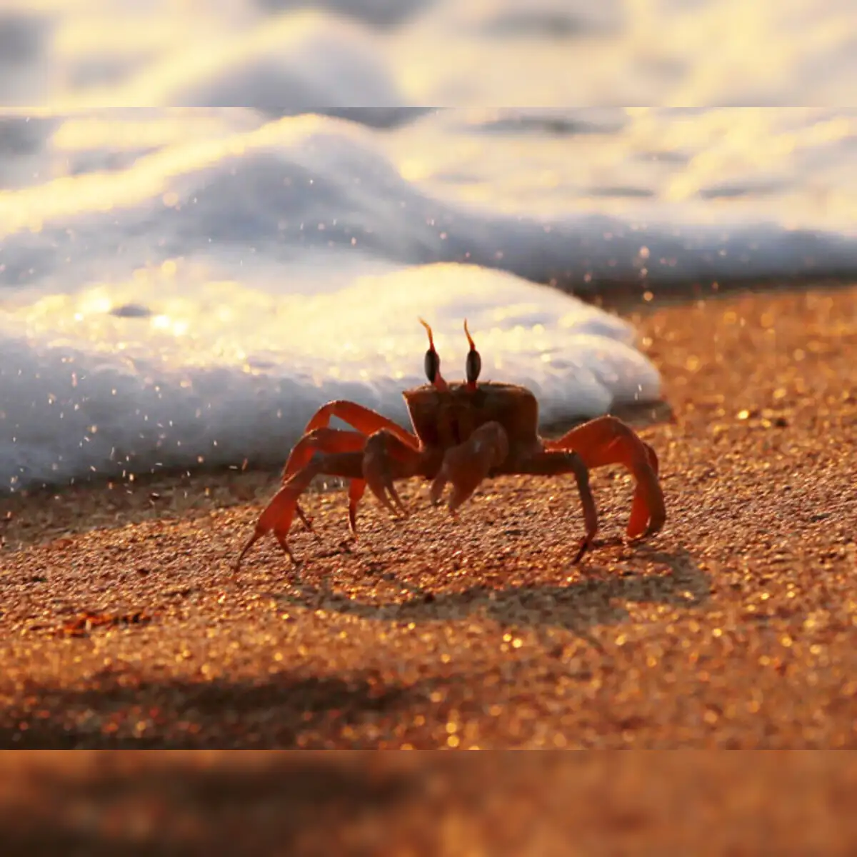 Seafood companies see big bucks in mangrove crab exports - The Economic  Times