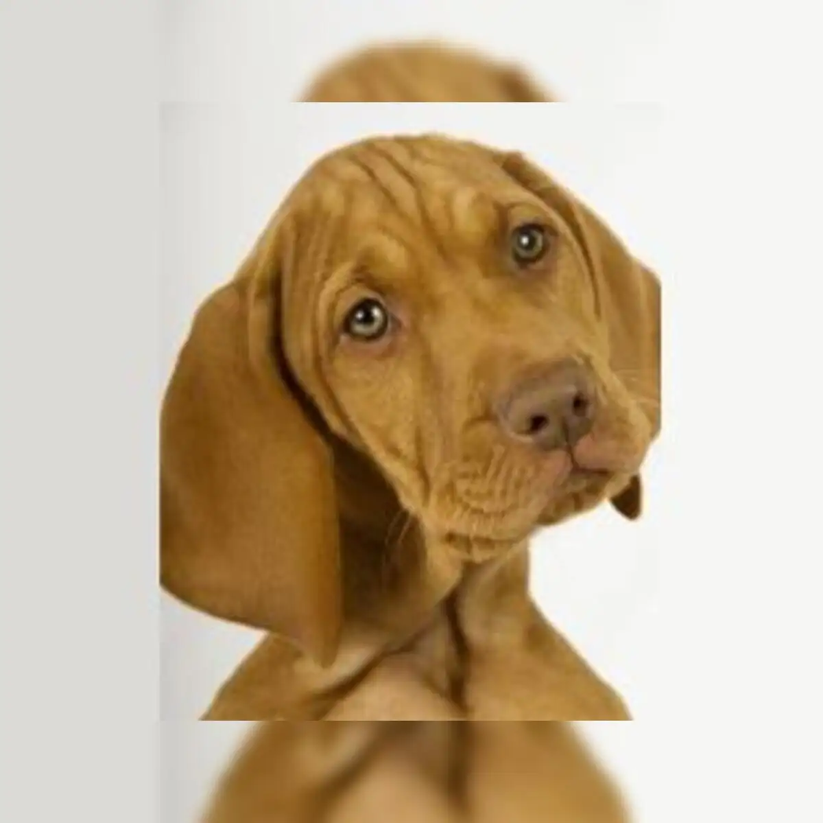 Microsoft Dog Download Microsoft Advertising Editor For Windows From