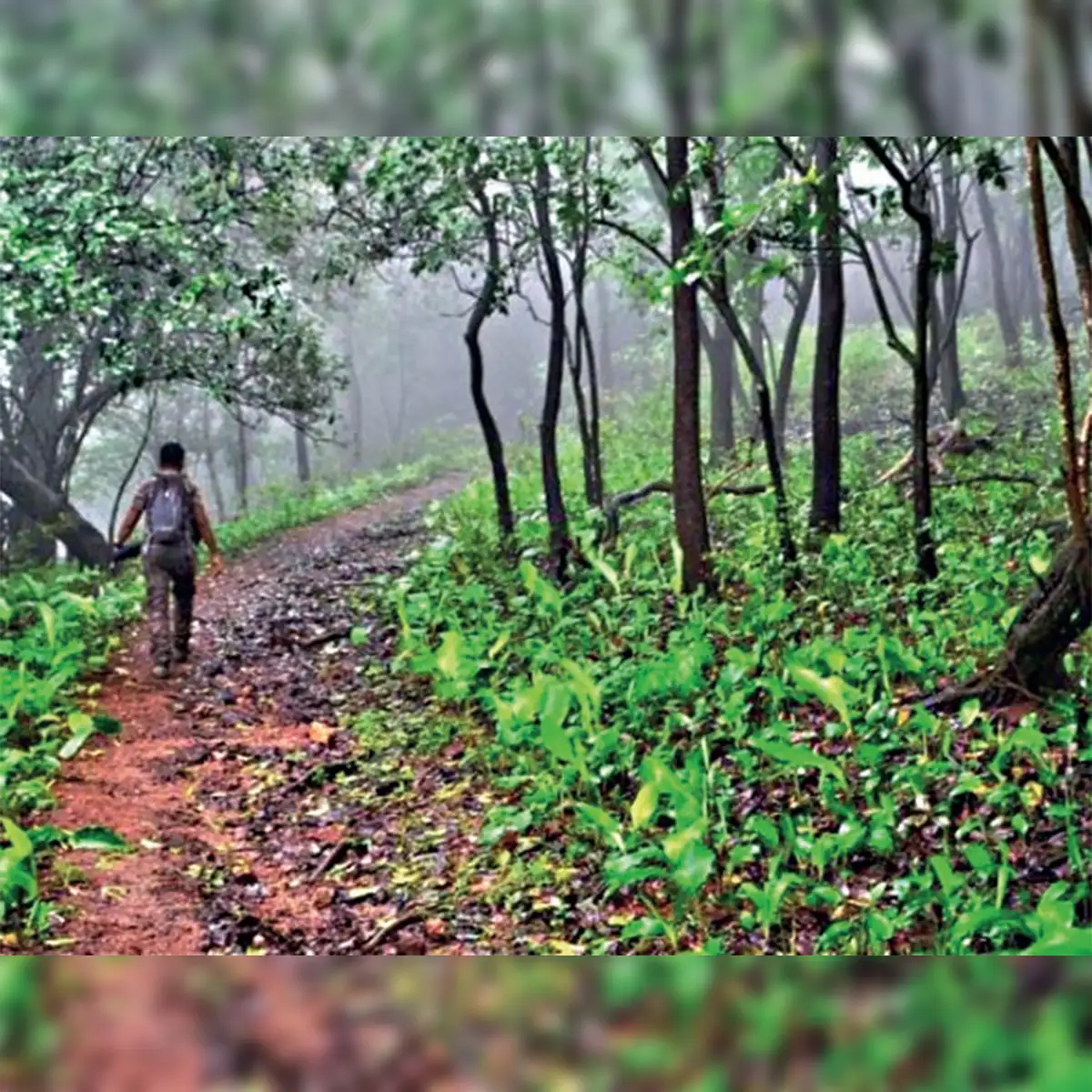 In financial year 2018-19, West Bengal created tree cover of more 